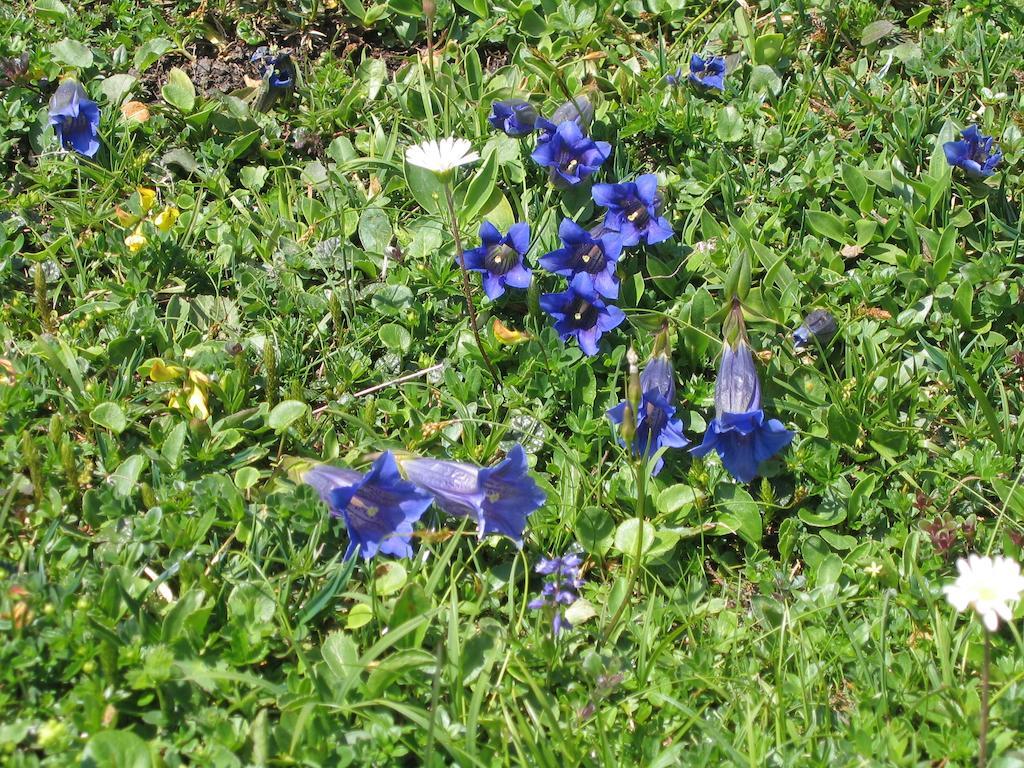 Bauernhof Haim-Schnepfleitner Pichl bei Aussee Экстерьер фото